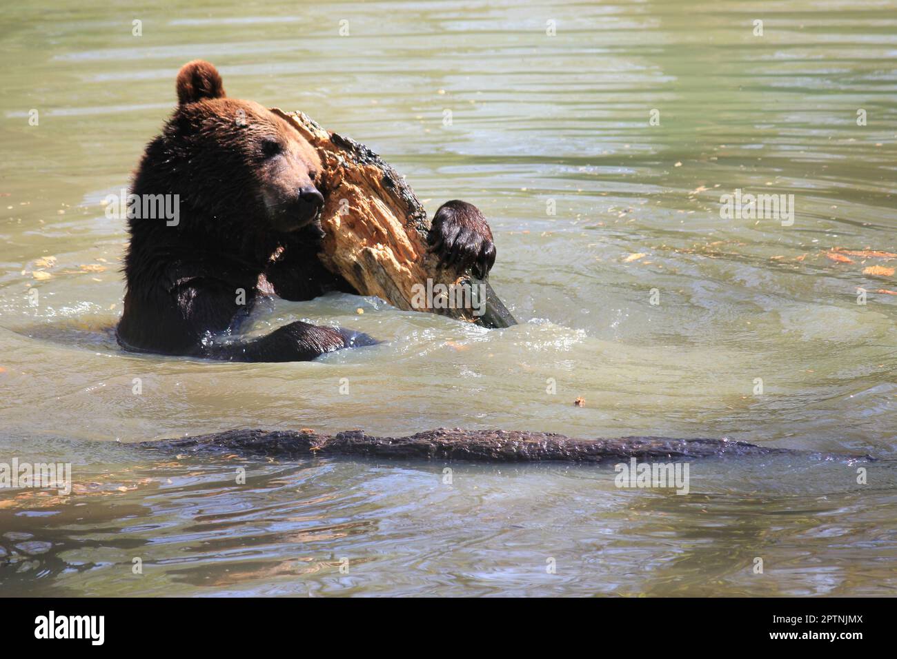 Brauner Bär Stockfoto