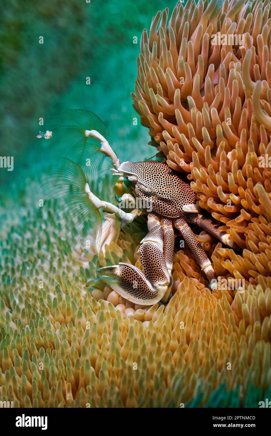 Porzellan Krabbe - Neopetrolisthes makuliert Stockfotografie - Alamy