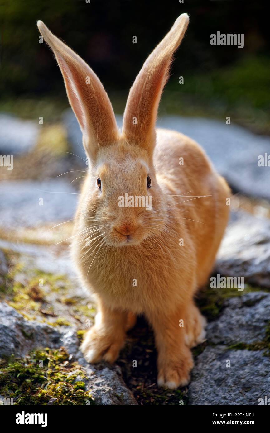 Flämisches Riesenkaninchen - Oryctolagus cuniculus domesticus Stockfoto