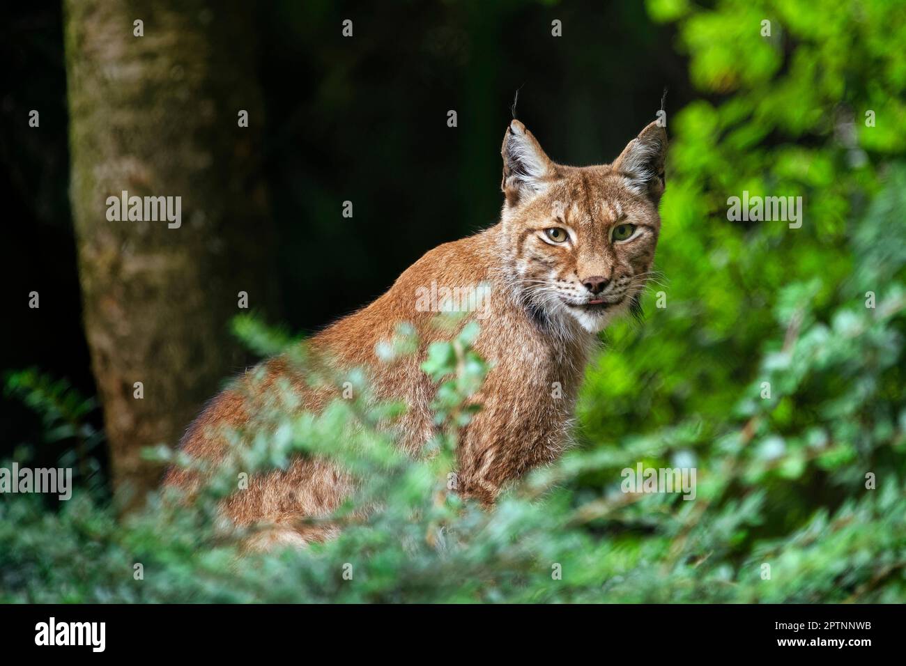 Eurasischen Luchs Lynx lynx Stockfoto