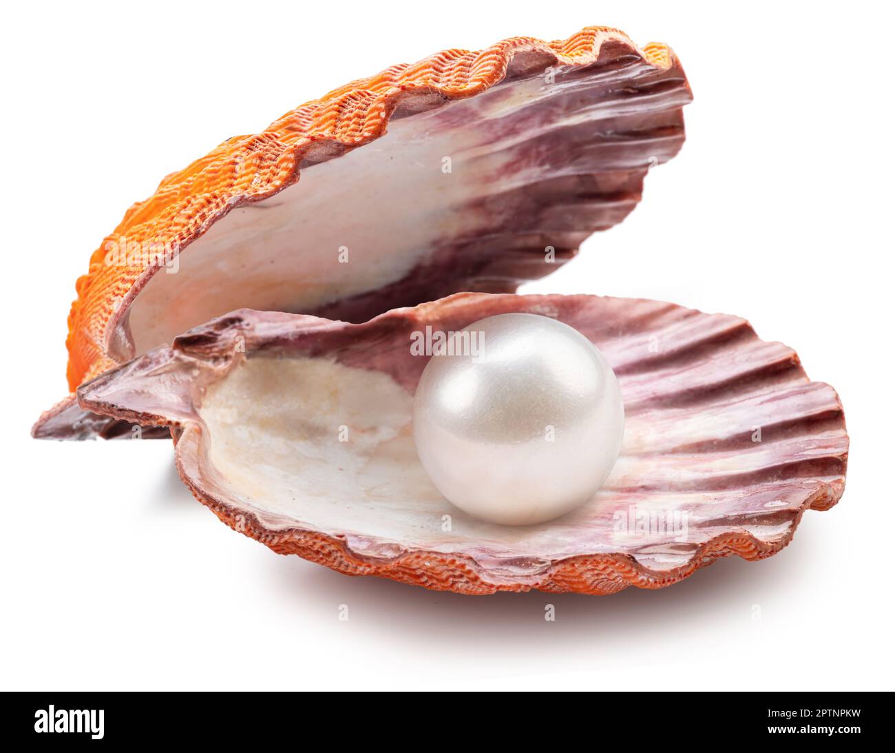 Offene Muschelmuschel mit Perle innen auf weißem Hintergrund. Datei enthält Beschneidungspfad. Stockfoto