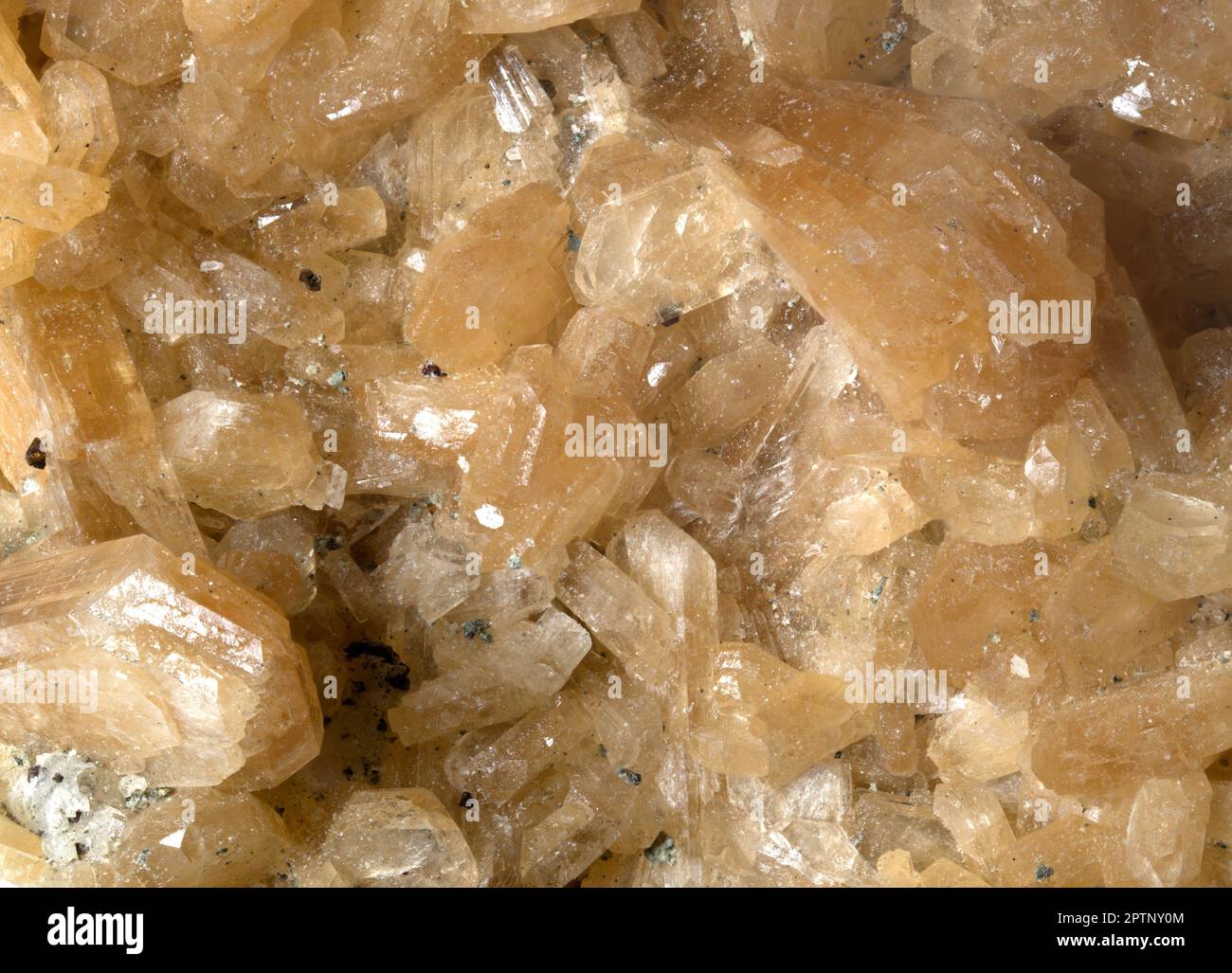 Orange / braun Stilbite Kristalle (von Moorse Station Quarry, New Jersey, USA) Stockfoto