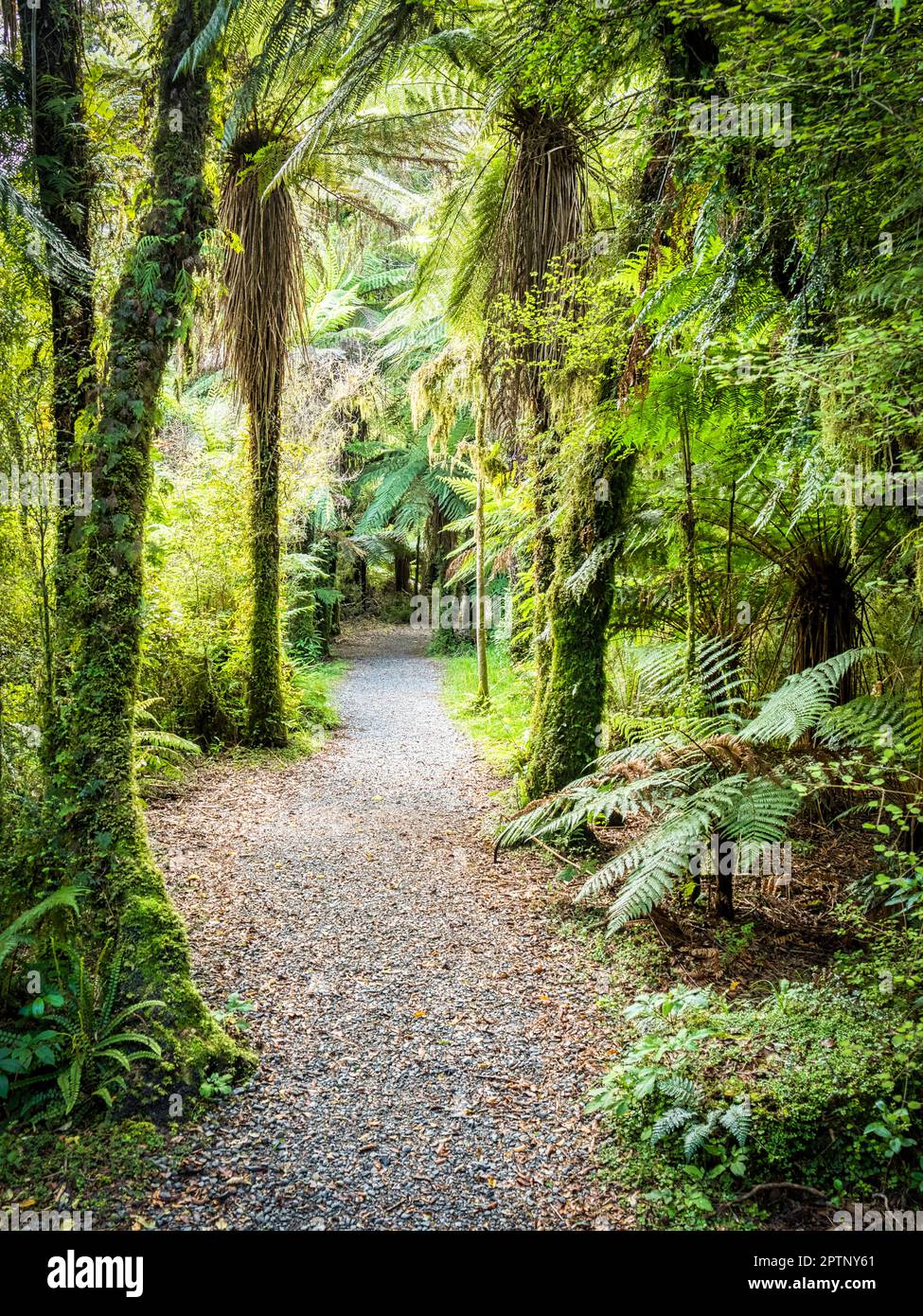 Pfad durch den einheimischen Busch am Ufer des Haast River, Westland, Neuseeland. Stockfoto