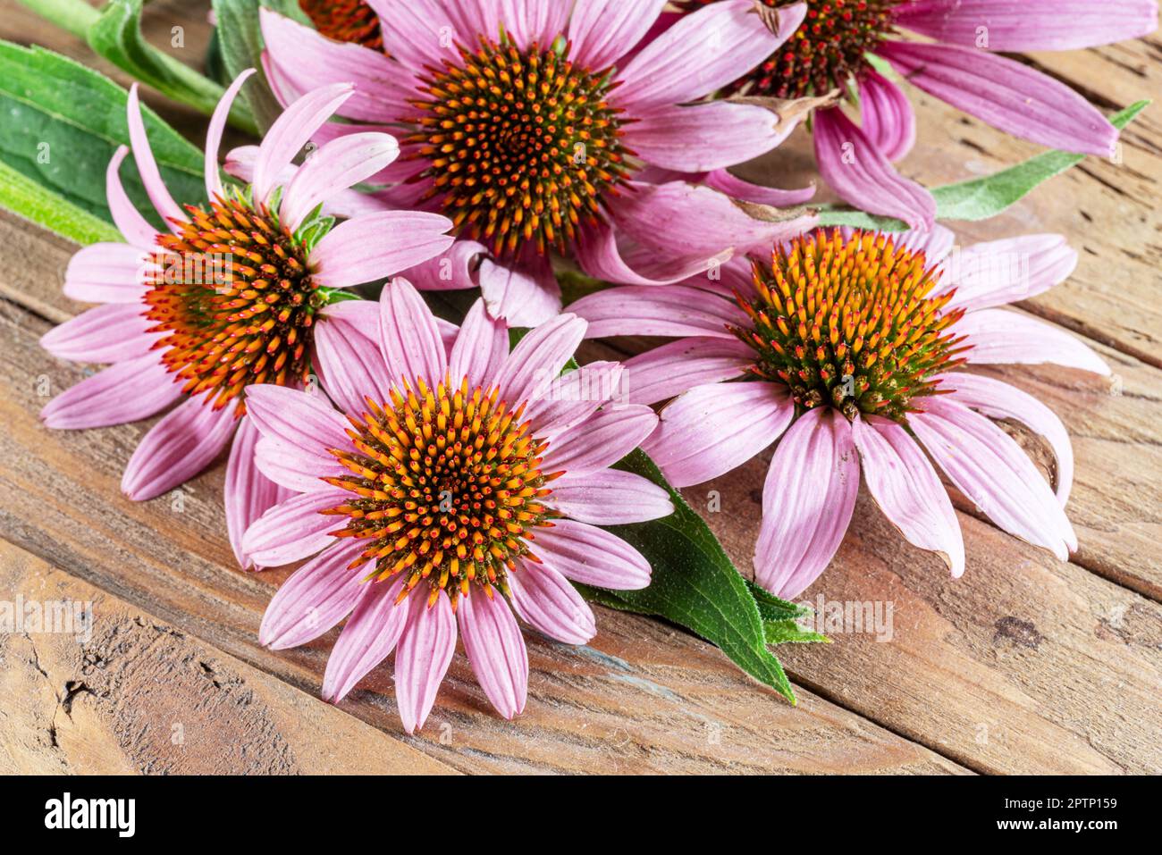 Blühende Blütenköpfe oder Echinacea-Blüten auf Holzhintergrund aus der Nähe. Stockfoto