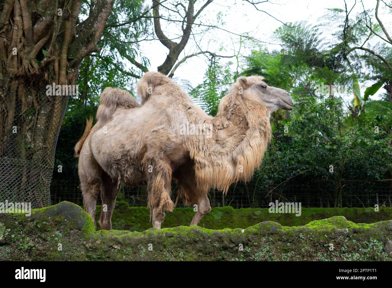 Ein Kamel wartet darauf, von Besuchern im Safaripark gefüttert zu werden Stockfoto