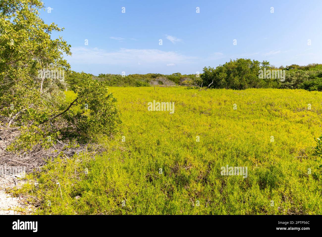 Küstenvegetation Feuchtgebiet der Isla Mujeres, Karibische Küste, Cancun, Quintana Roo, Mexiko Stockfoto