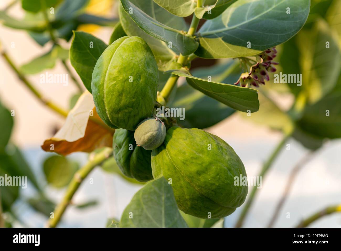 Sodom Apple Tree, Giant Milkweed Asclepias,'Calotropis Procera', Isla Mujeres, Karibische Küste, Cancun, Quintana Roo, Mexiko Stockfoto