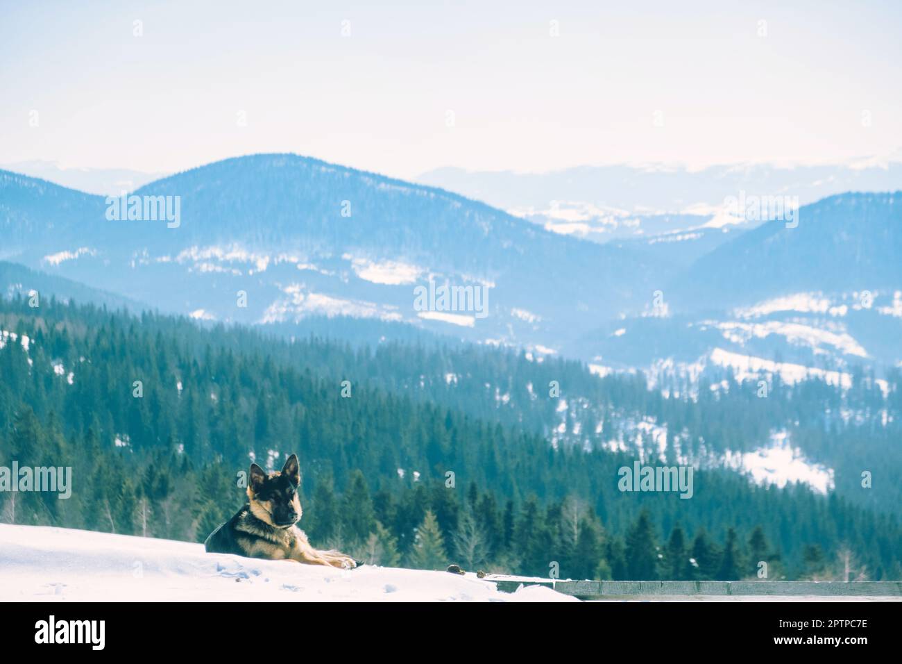 Hund auf dem Gipfel des Berges. Winterberge mit Hund Stockfoto