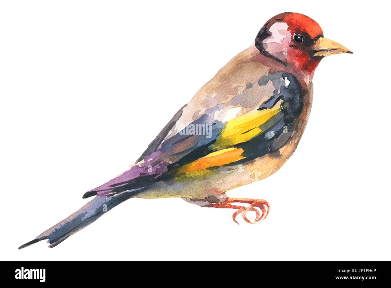 Goldfink-Vogel-Aquarell-Illustration. Handgezeichnete, wunderschöne Finke mit schwarzen und gelben Federn aus nächster Nähe. Stockfoto
