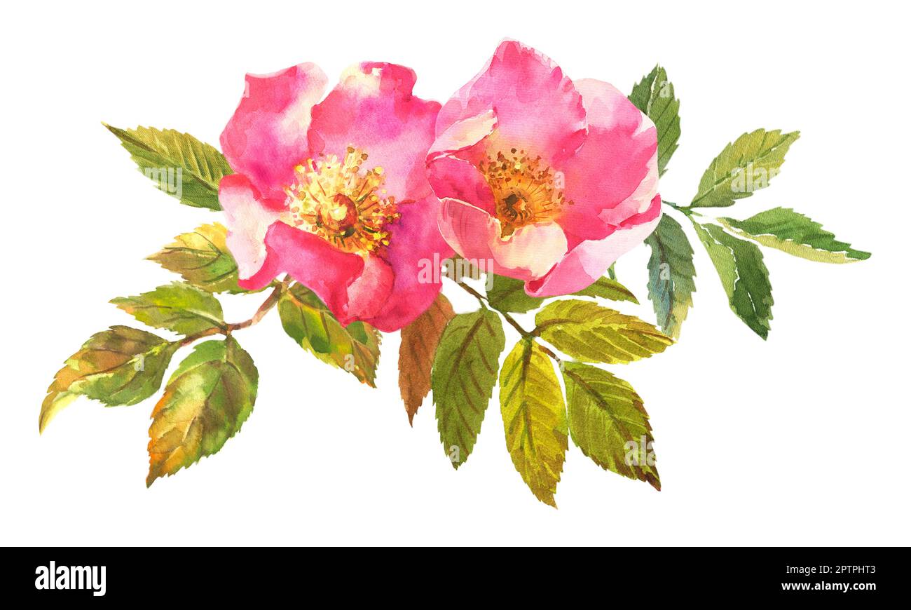 Aquarell botanische Illustration, rosa Hunderosen, Rosehip Arrangement Clip Art. Stockfoto