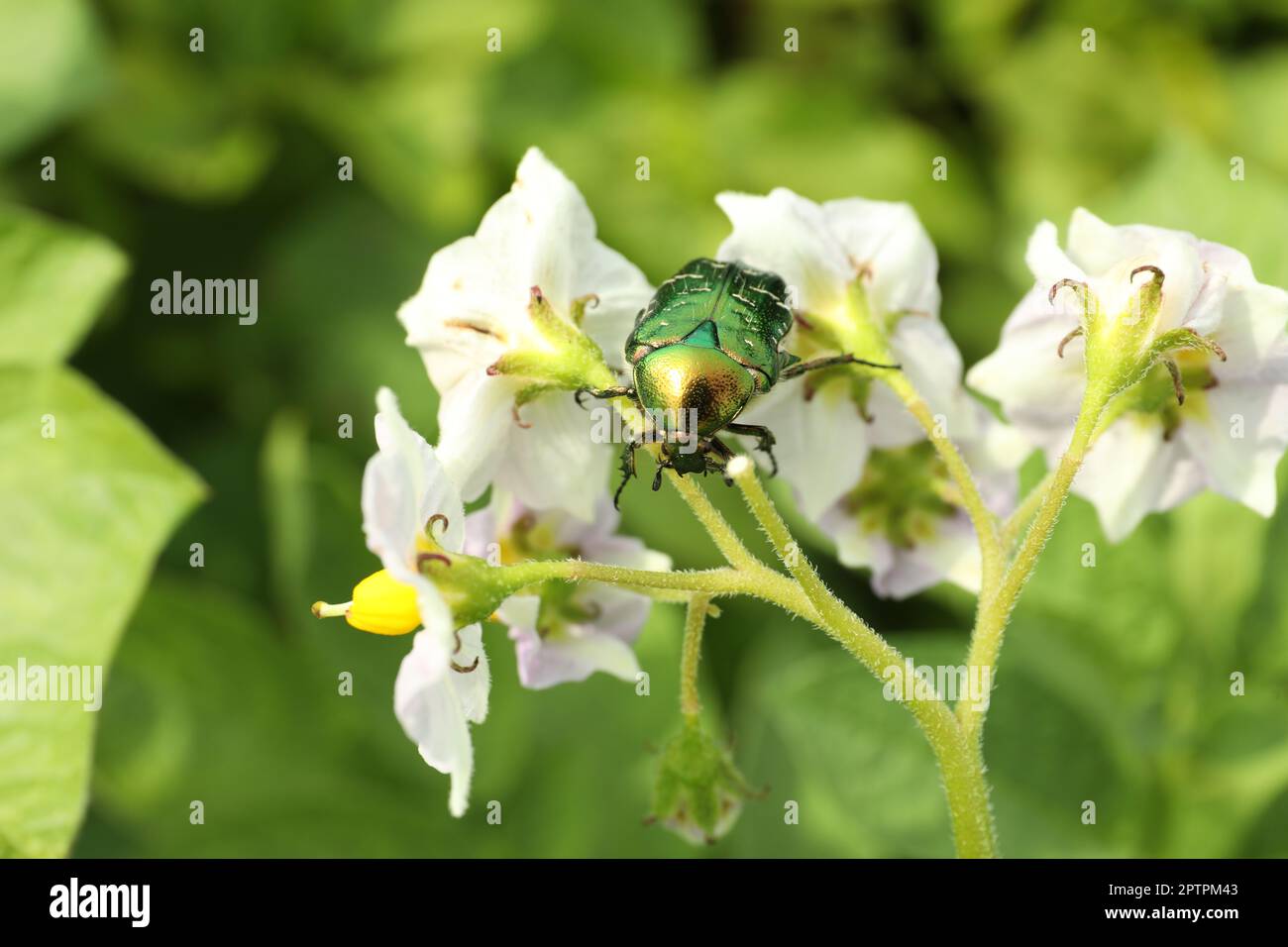 Schöne grüne Rosenscheuern auf blühenden Kartoffelpflanzen im Freien Stockfoto