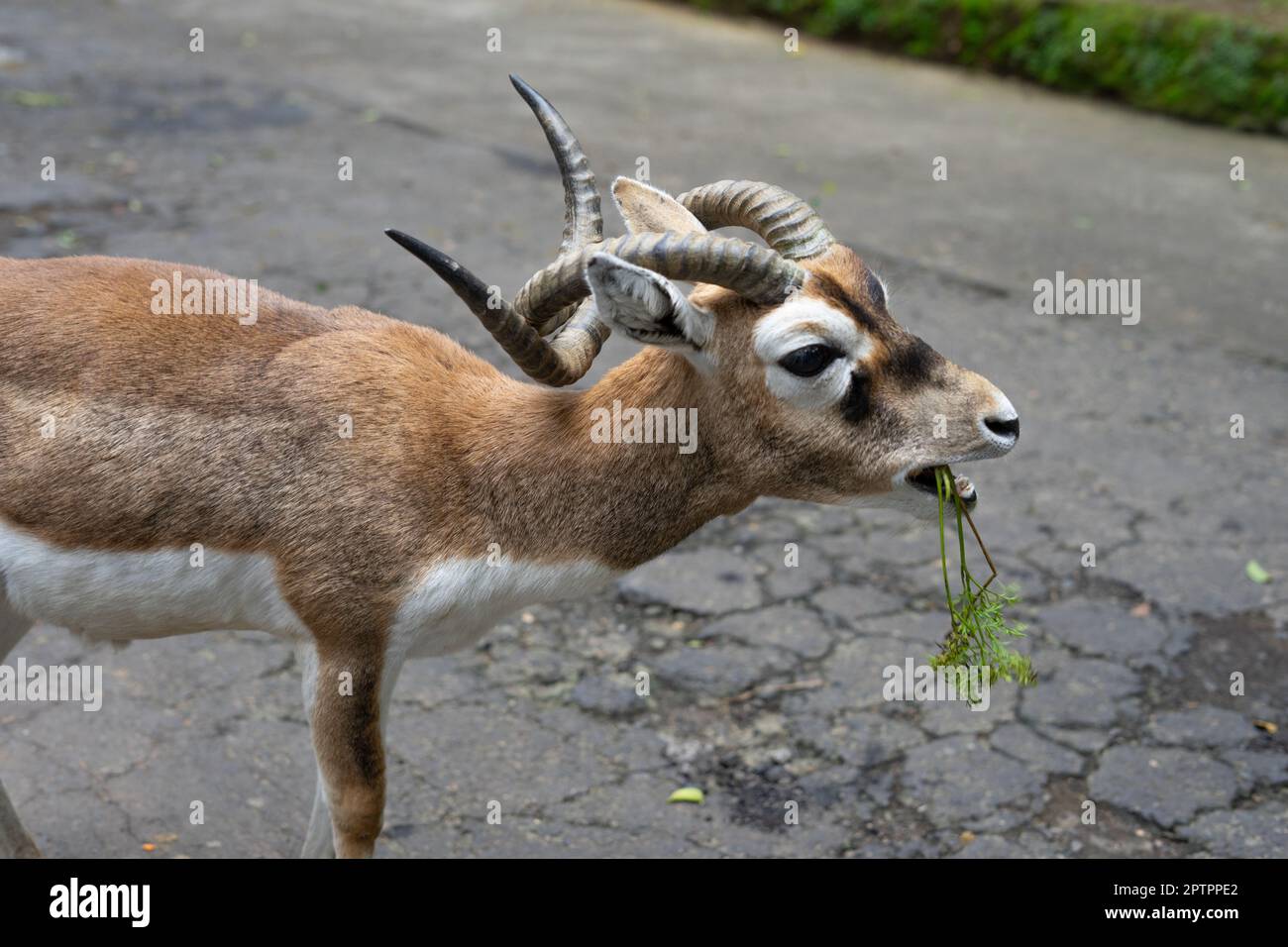 Blackbuck isst Gemüse, das von Besuchern im Bogor Safari Park gereicht wird Stockfoto