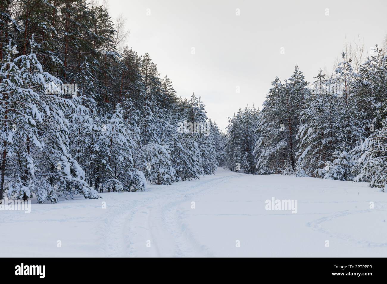 Auf dem mit Tannen und Kiefern bedeckten Rasen stehen an frostigen Wintertagen mit Schnee begossen. Stockfoto
