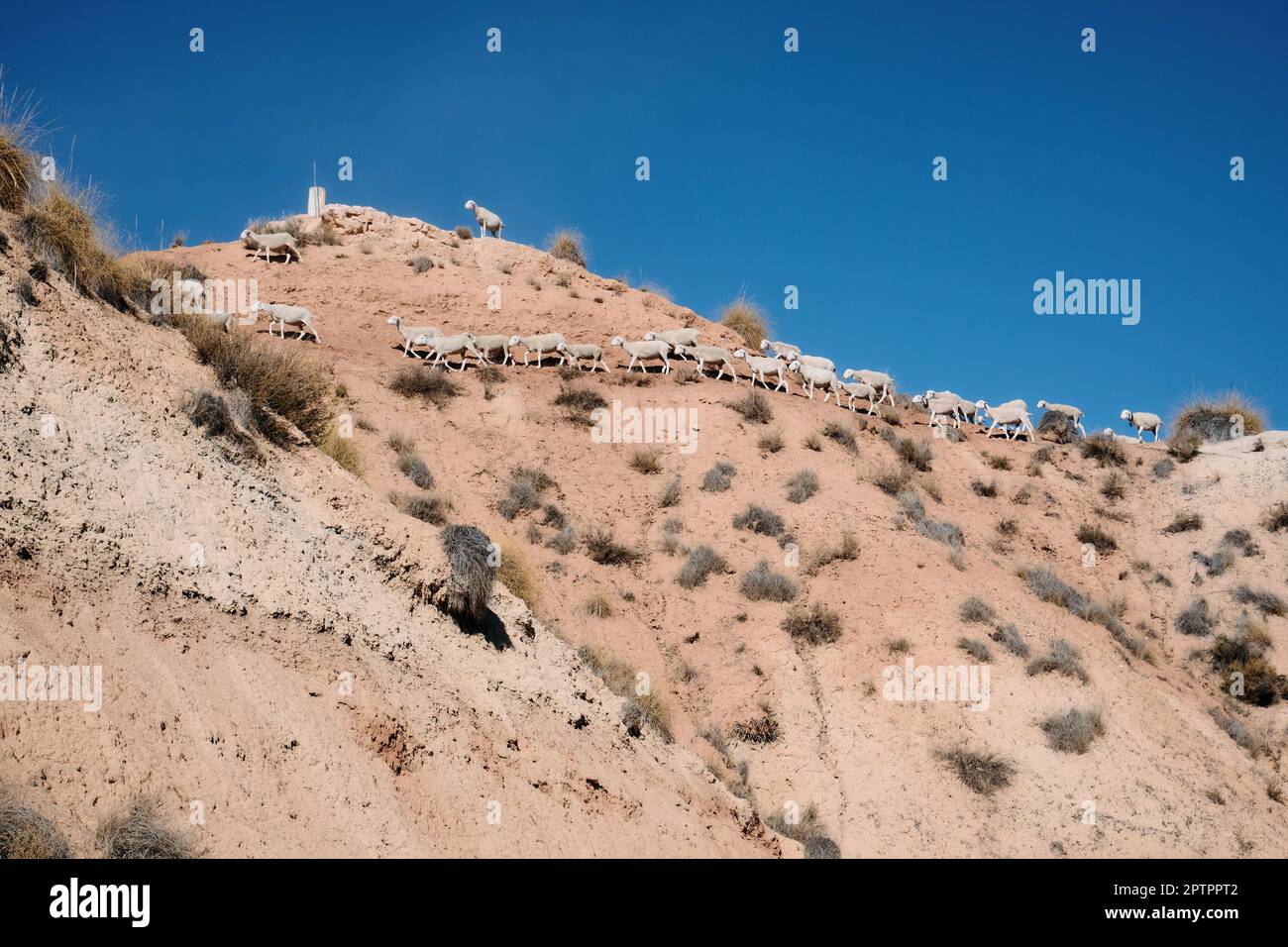 Eine Gruppe wilder Schafe, die in der Wüste Gorafe in Granada, Andalusien, Spanien, nach Nahrung suchen. Stockfoto