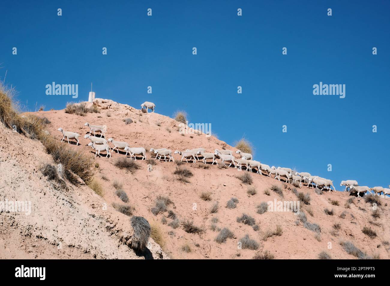 Eine Gruppe wilder Schafe, die in der Wüste Gorafe in Granada, Andalusien, Spanien, nach Nahrung suchen. Stockfoto