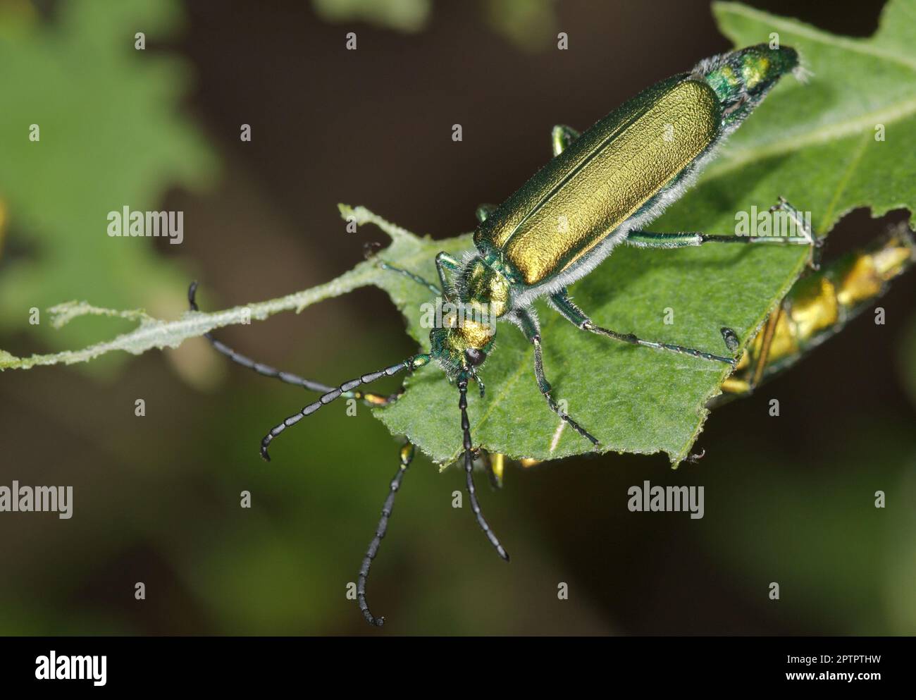 Grüner Käfer, Spanische Fliege (Lytta vesicatoria) Blasenkäfer, auf einem Blatt ruhend. Stockfoto