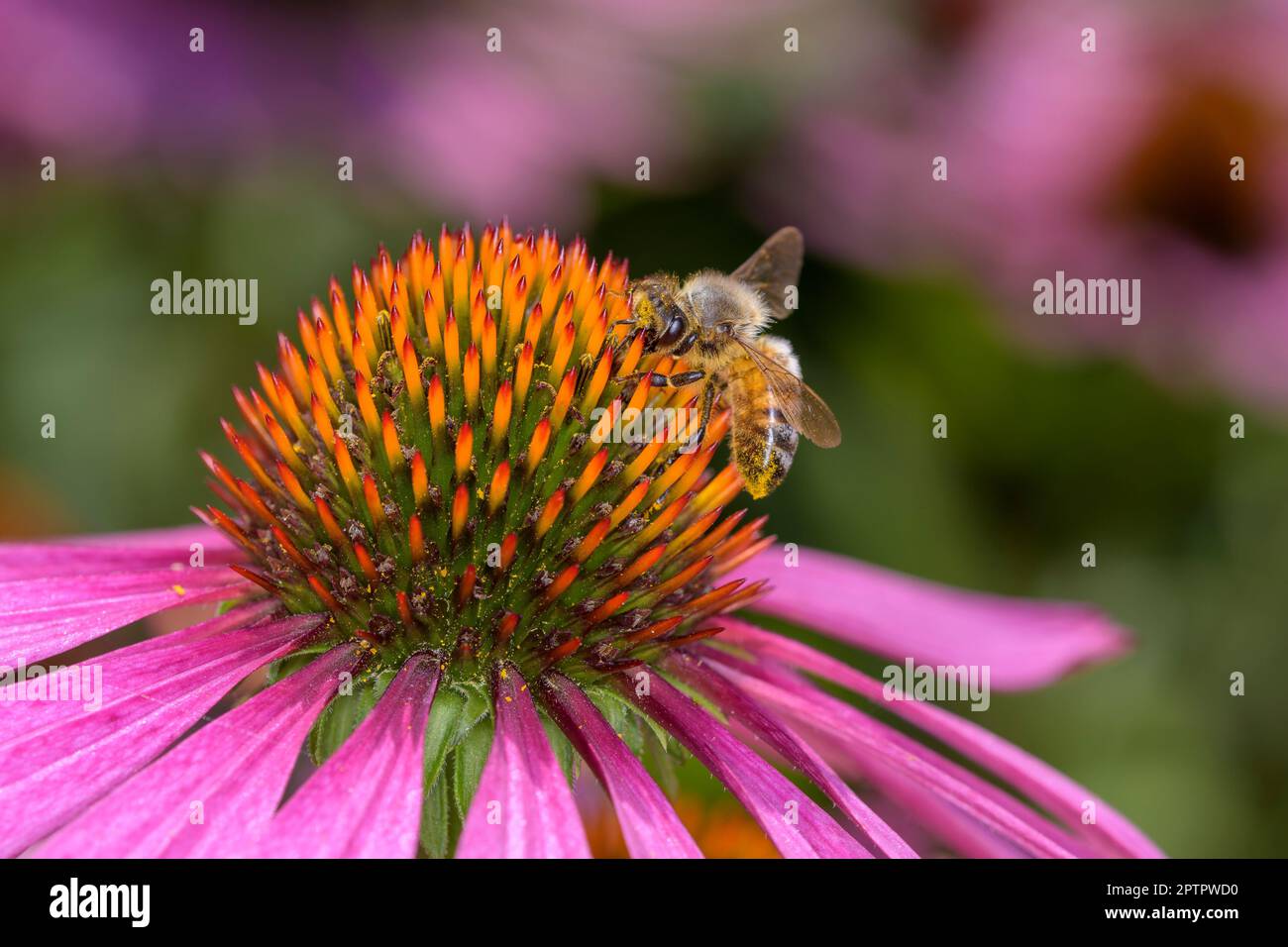 Biene - APIs mellifera - bestäubt eine Blüte des Purpursonnens, des Igelsonnens oder des östlichen Purpursonnens - Echinacea Purpurea Stockfoto