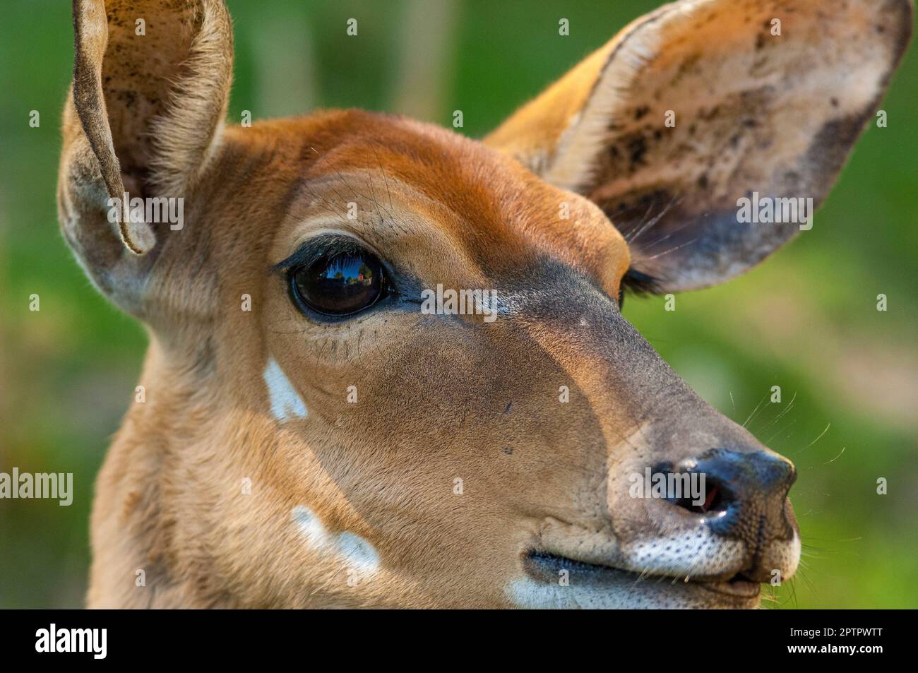 Nahaufnahme des Kopfes konzentrierter und wachsamer Hirsche mit ausgestreckten Lauschern Stockfoto