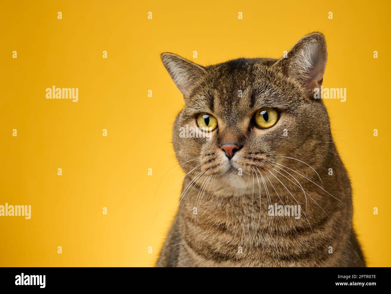 Porträt einer erwachsenen grauen schottischen geraden Katze auf gelbem Hintergrund Stockfoto