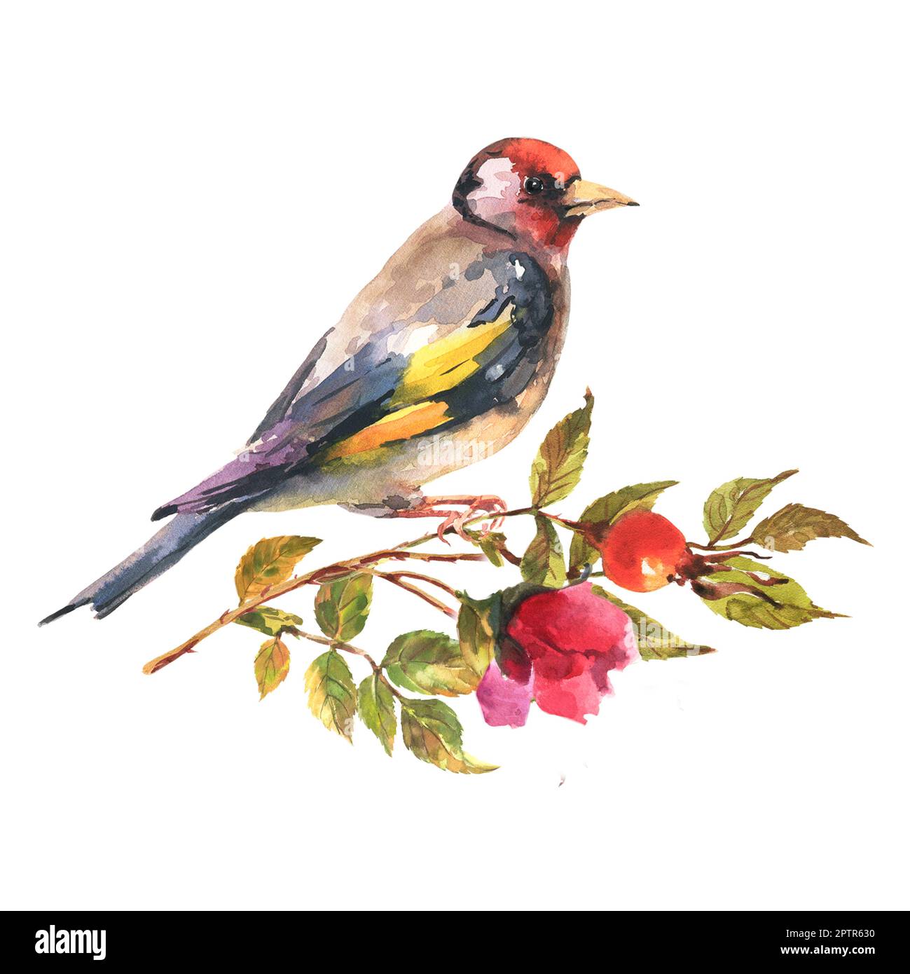 Aquarell-Darstellung Goldfinkvogel mit Brunch-Hunderose, isoliert auf weißem Hintergrund. Stockfoto