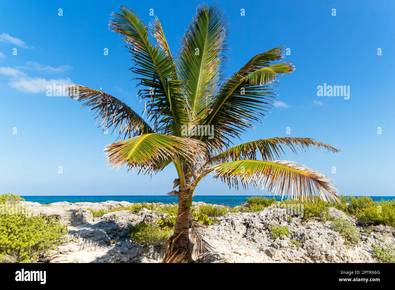 Kokospalme, die an der felsigen Küste wächst, Isla Mujeres, Karibikküste, Cancun, Quintana Roo, Mexiko Stockfoto