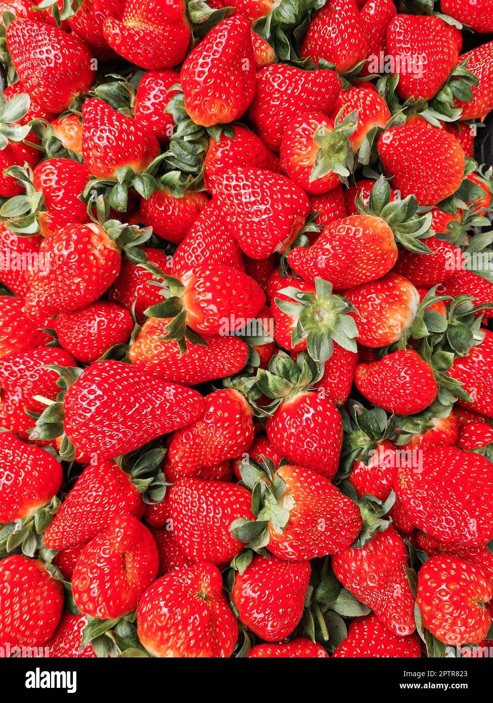 Frische, reife Erdbeeren mit leuchtend roten Farben und grünen Blättern. Nahaufnahme mit großem Blickwinkel. Erdbeeren Hintergrund mit Gesundheitsbegriff Stockfoto