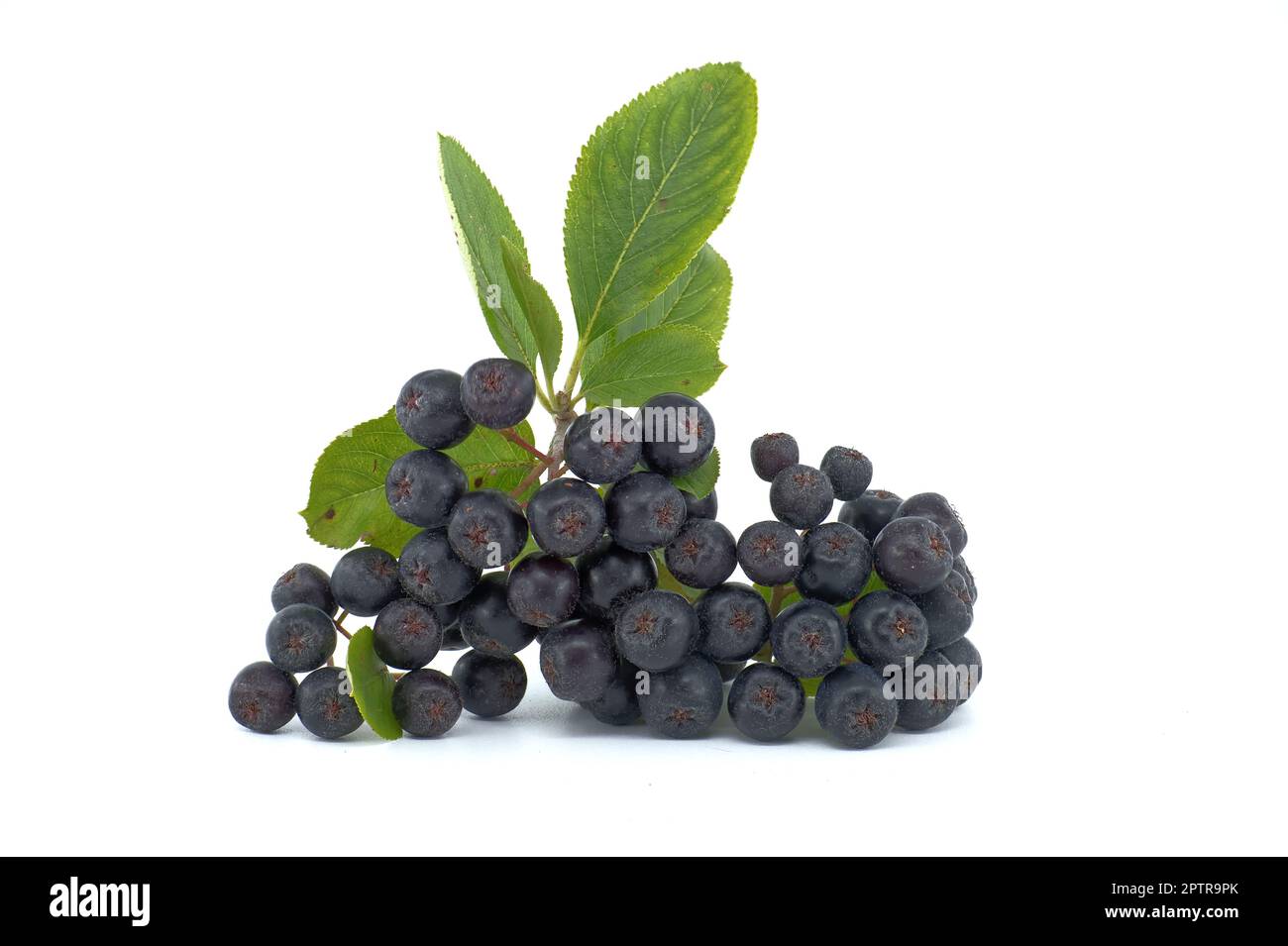 Aronia melanocarpa, genannt die schwarze Apfelbeere isoliert auf weißem Hintergrund Stockfoto