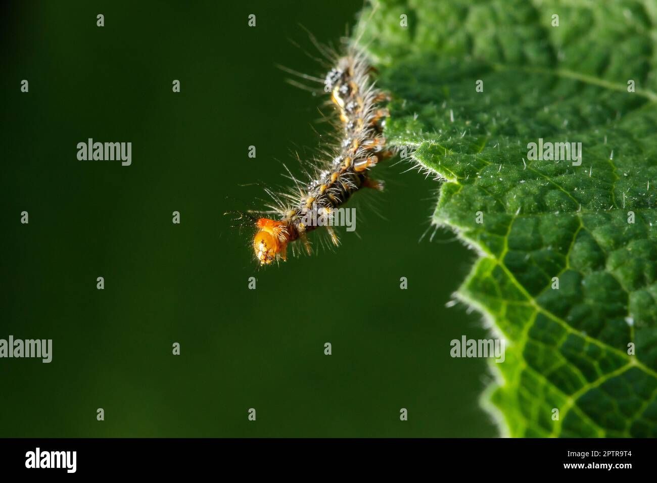 Die Raupen essen eifrig frische Blätter. Stockfoto