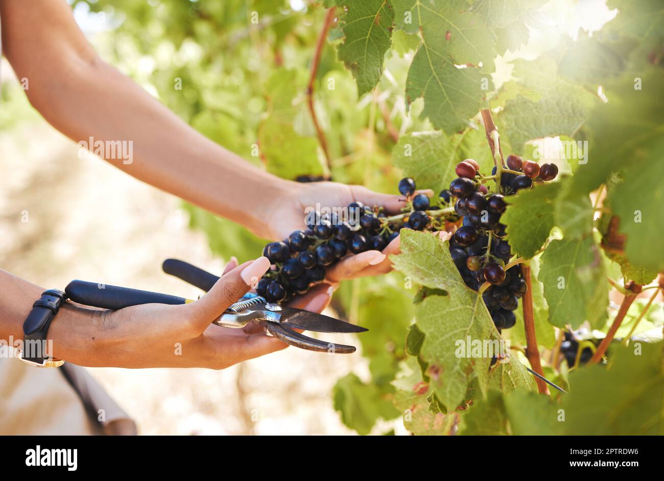 Hand, Landwirt und Erntearbeiter von Händen arbeiten mit Trauben für Wein auf einem Weinberg Bauernhof im Sommer. Natur, Gesundheit und Obst in der Landwirtschaft Wachstum von Stockfoto