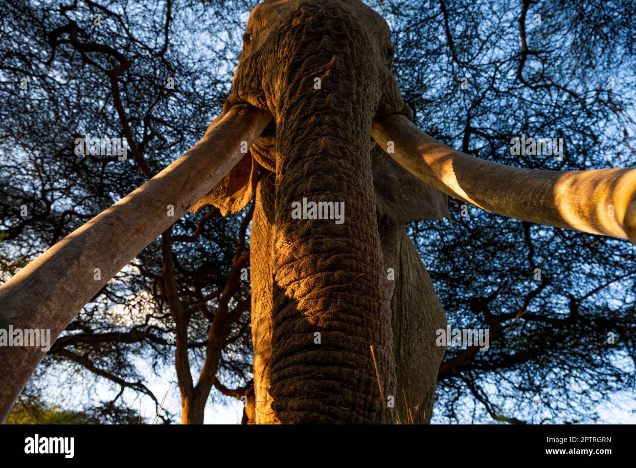 Ein imposanter Elefant bei Sonnenuntergang. SOLIO WILDRESERVAT, KENIA. MEDIA TROMMEL WORLD+44 (0) 333 321 1546 www.mediadrumworld.com picturedesk@mediadrumworld.com Stockfoto