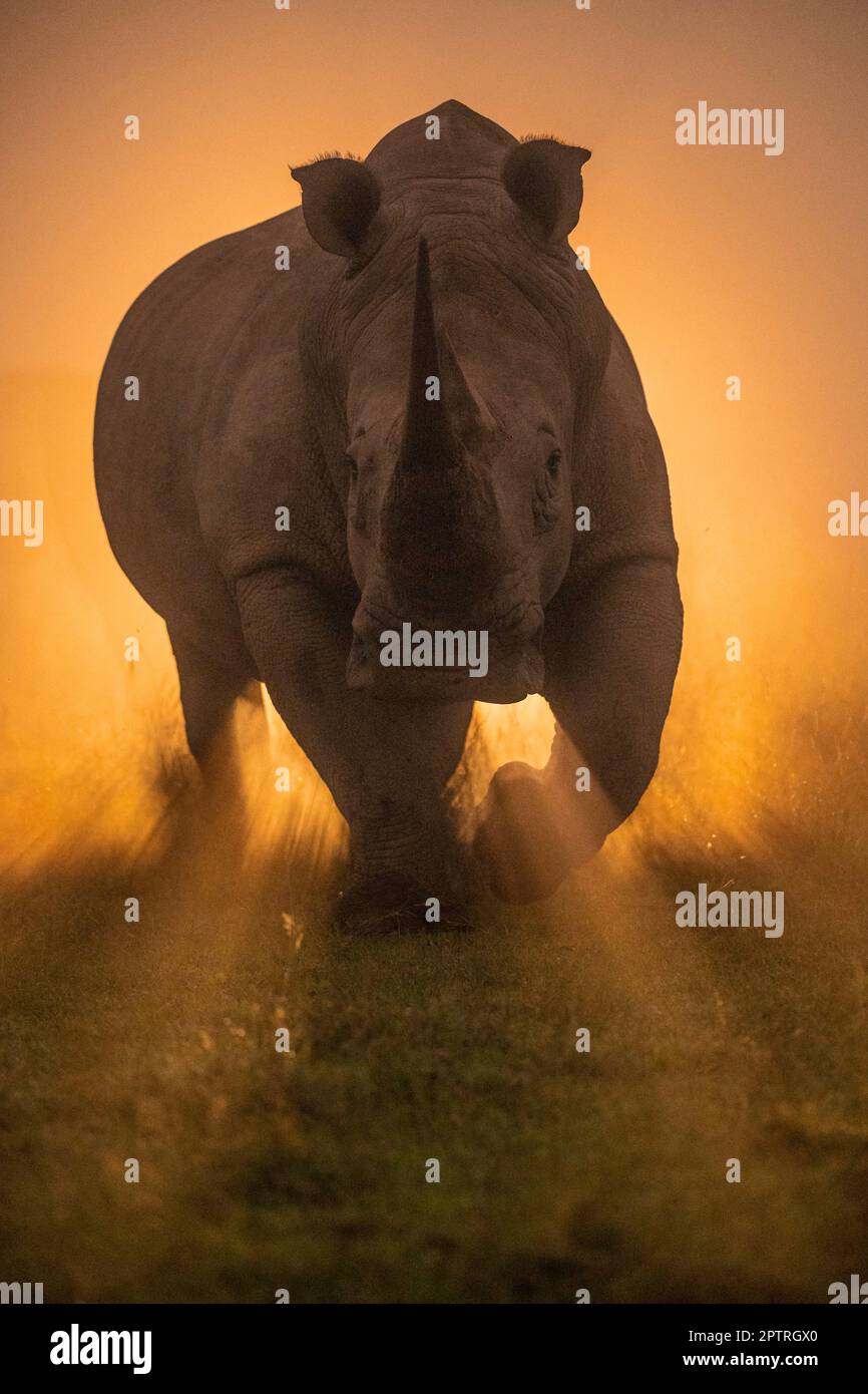 Ein Nashorn läuft durch den nebligen Morgenaufgang. SOLIO WILDRESERVAT, KENIA. MEDIA DRUM WORLD+44 (0) 333 321 1546 www.mediadrumworld.com picturedesk@med Stockfoto