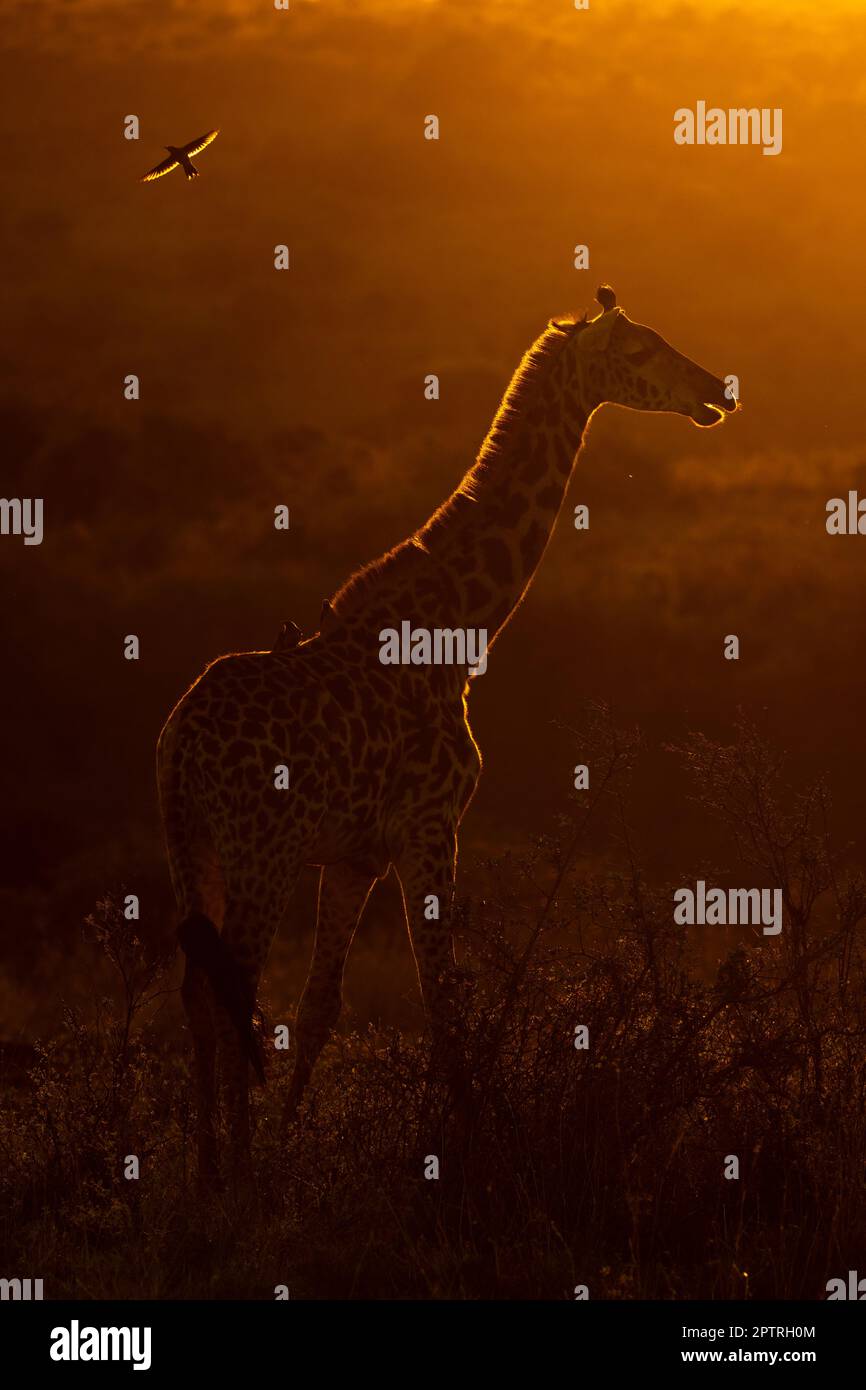 Eine Giraffe läuft bei Sonnenuntergang durch Kenia. SOLIO WILDRESERVAT, KENIA. MEDIA DRUM WORLD+44 (0) 333 321 1546 www.mediadrumworld.com picturedesk@mediadrumw Stockfoto