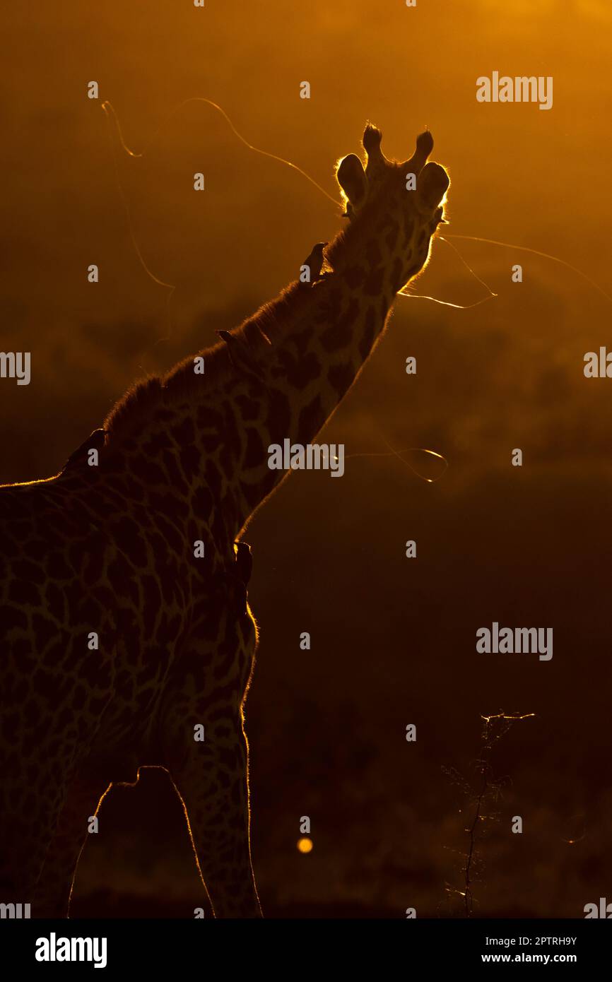 Eine Giraffe schüttelt Vögel bei Sonnenuntergang ab. SOLIO WILDRESERVAT, KENIA. MEDIA DRUM WORLD+44 (0) 333 321 1546 www.mediadrumworld.com picturedesk@mediadrumworl Stockfoto
