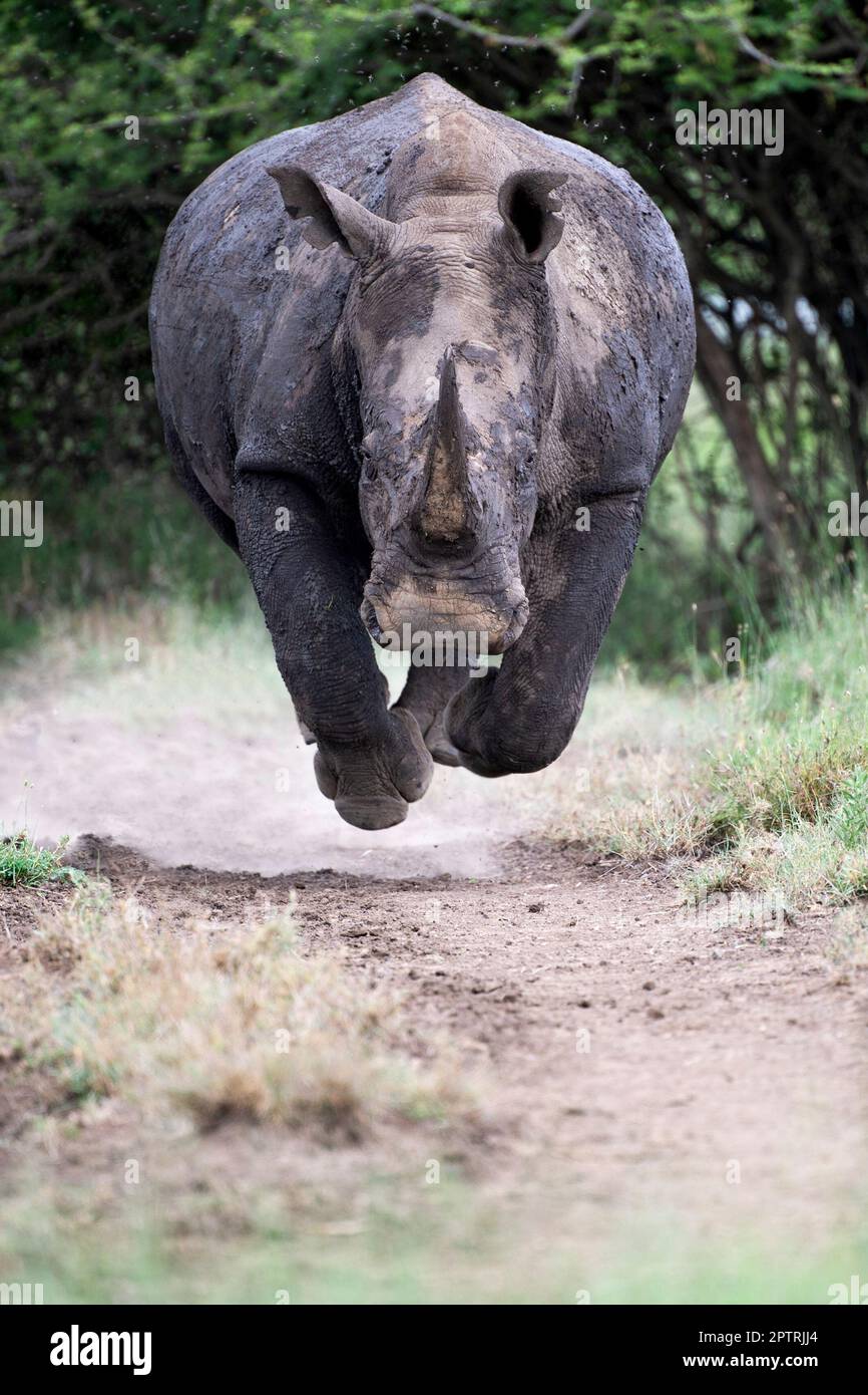 Das Nashorn scheint mit allen vier Fuß über dem Boden zu schweben, während es sich beeilt. KENIA, AFRIKA. MEDIA DRUM WORLD+44 (0) 333 321 1546 www.mediadrumworld.c Stockfoto