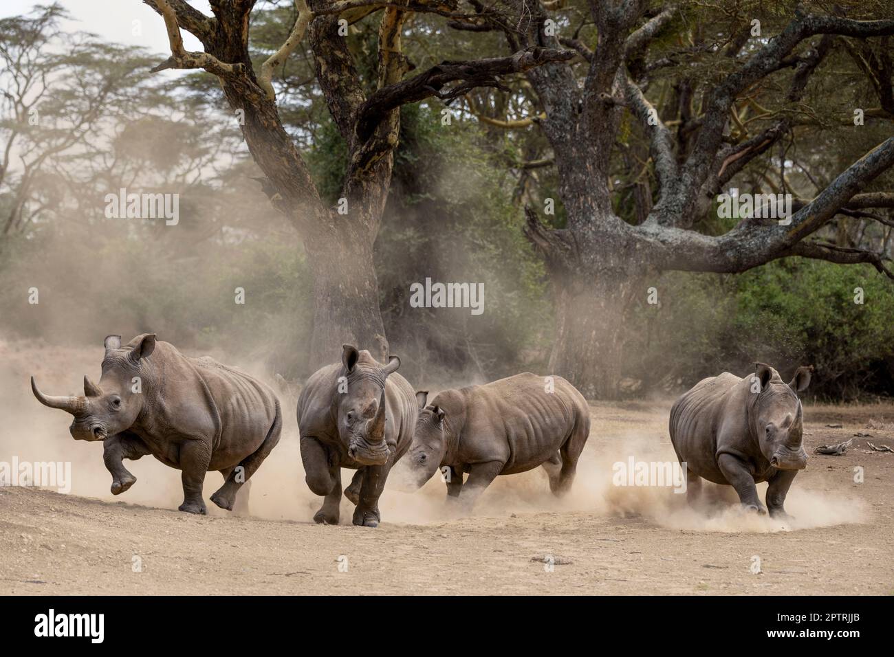 Eine Herde Nashörner stürmt. KENIA, AFRIKA. MEDIA TROMMEL WORLD+44 (0) 333 321 1546 www.mediadrumworld.com picturedesk@mediadrumworld.com Rampaging Rhino Stockfoto