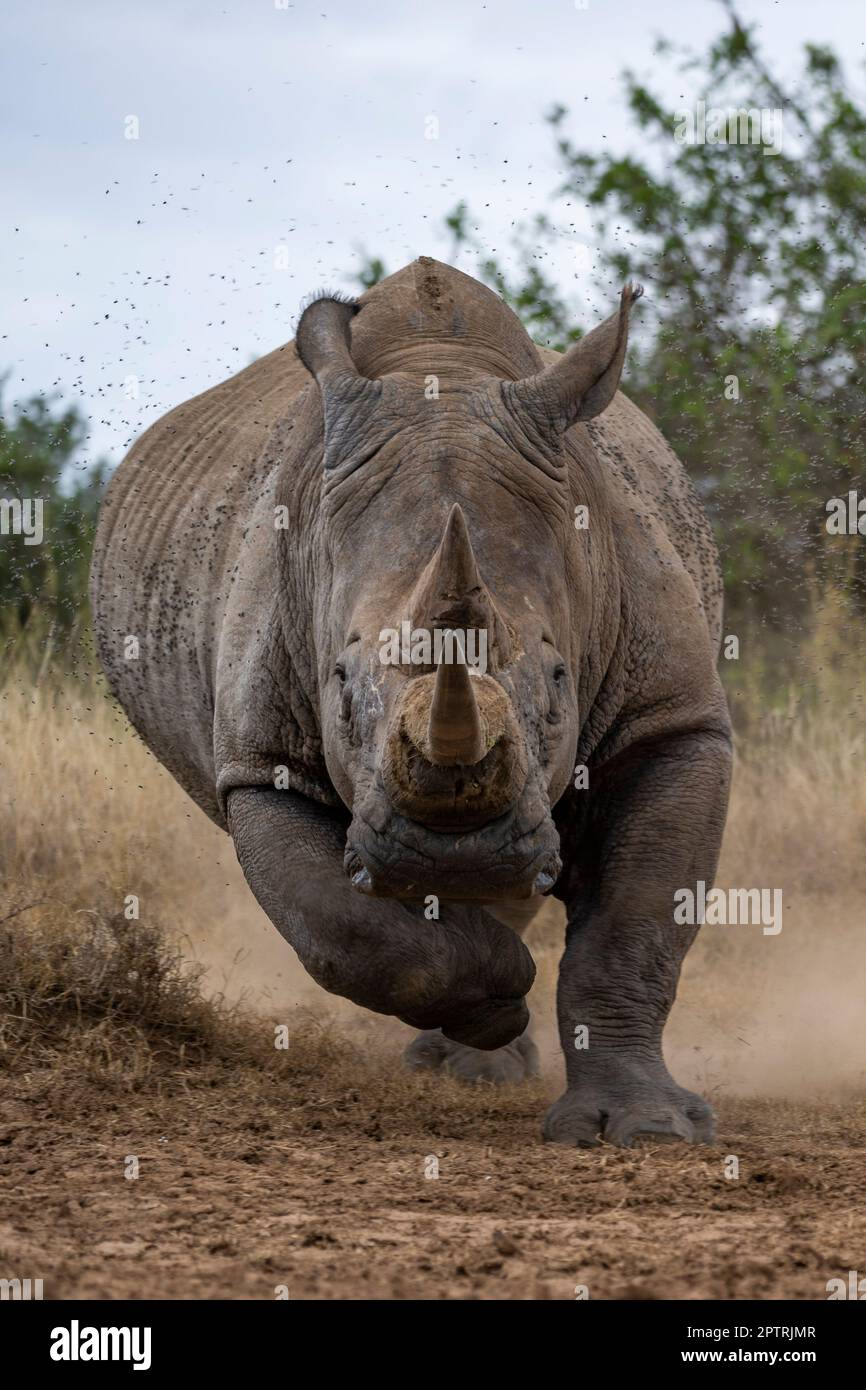 Das leistungsstarke Nashorn kann mit 25mph aufladen. KENIA, AFRIKA. MEDIENTROMMEL WORLD+44 (0) 333 321 1546 www.mediadrumworld.com picturedesk@mediadrumworld.com Ra Stockfoto