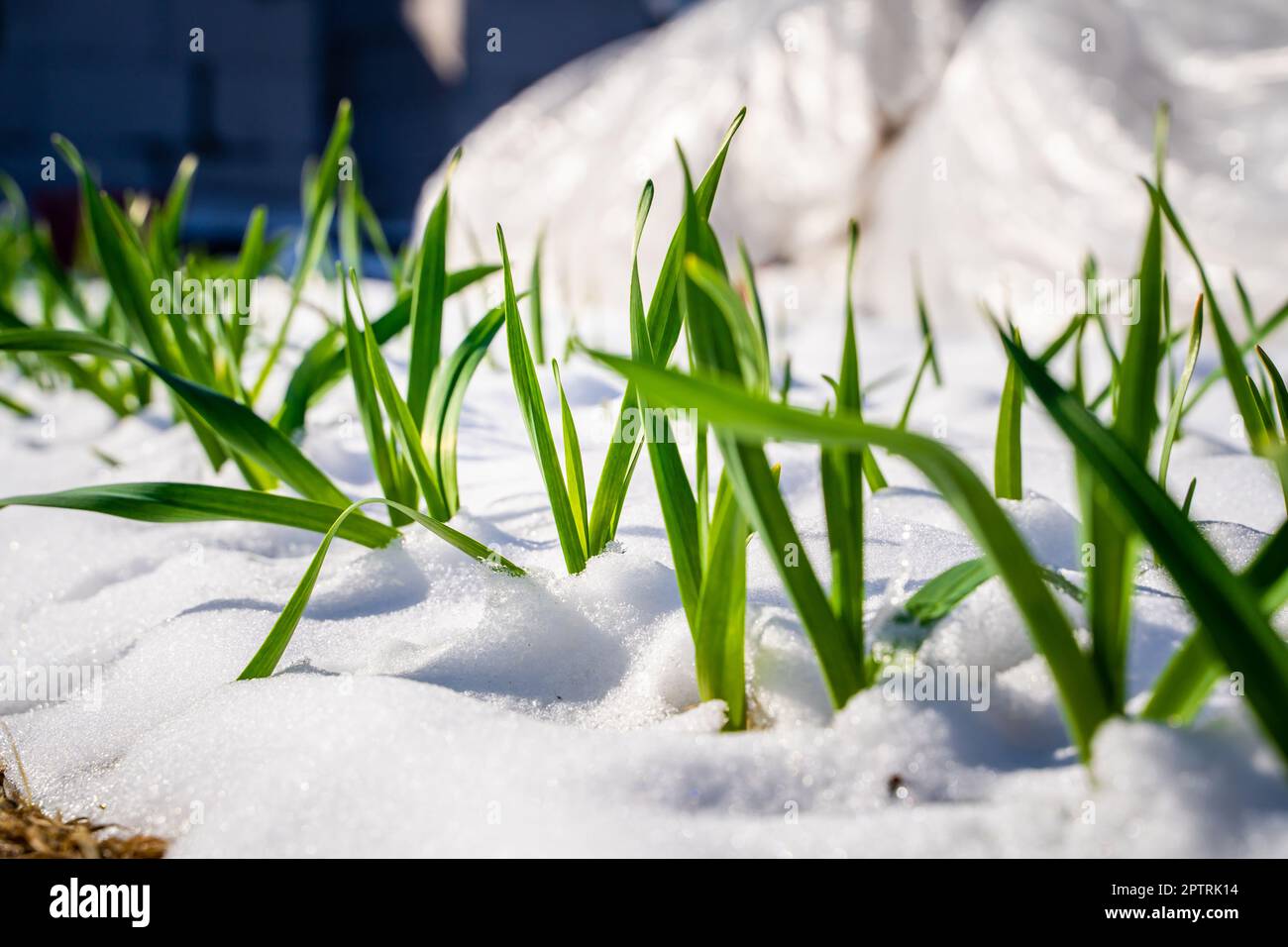 Frühlingsschnee bedeckte die Gartenbeete mit wachsendem Knoblauch. Frostbeständiger Knoblauchkultivar wächst bei kaltem Wetter mit Schnee Stockfoto