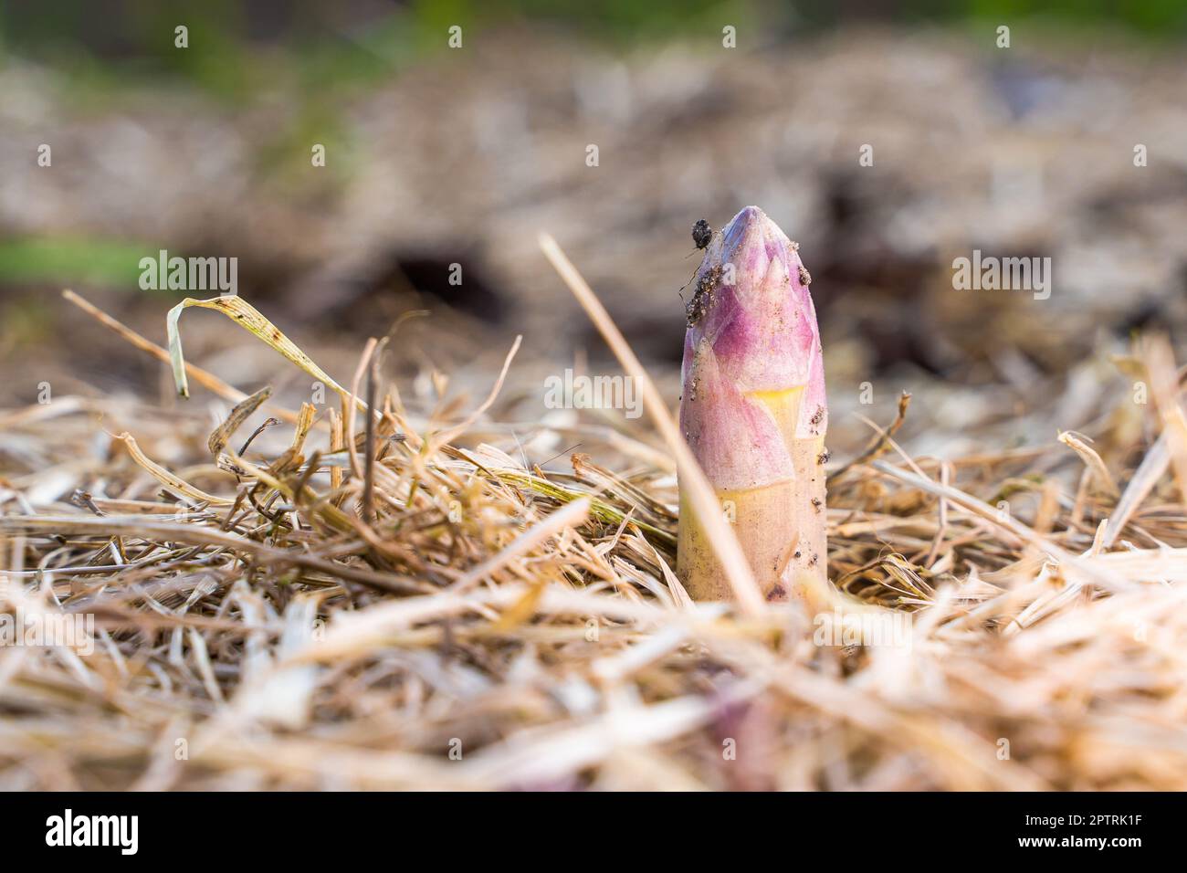 Ein junger Spargelschuss wuchs im Frühling im Gemüsegarten aus der Nähe. Medizinischer Spargel wuchs nach der ersten Erwärmung, Mulchen des Stockfoto