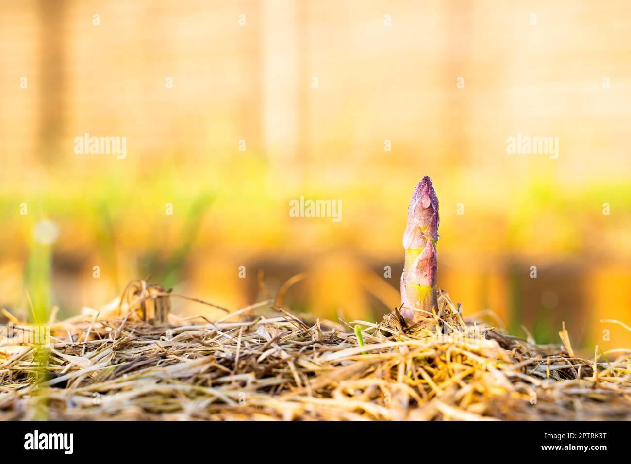 Die erste junge Aufnahme von Spargel wächst aus dem Boden mit trockenem Mulch, Nahaufnahme auf einem unscharfen Hintergrund. Morgen Sonnenaufgang im Garten Stockfoto