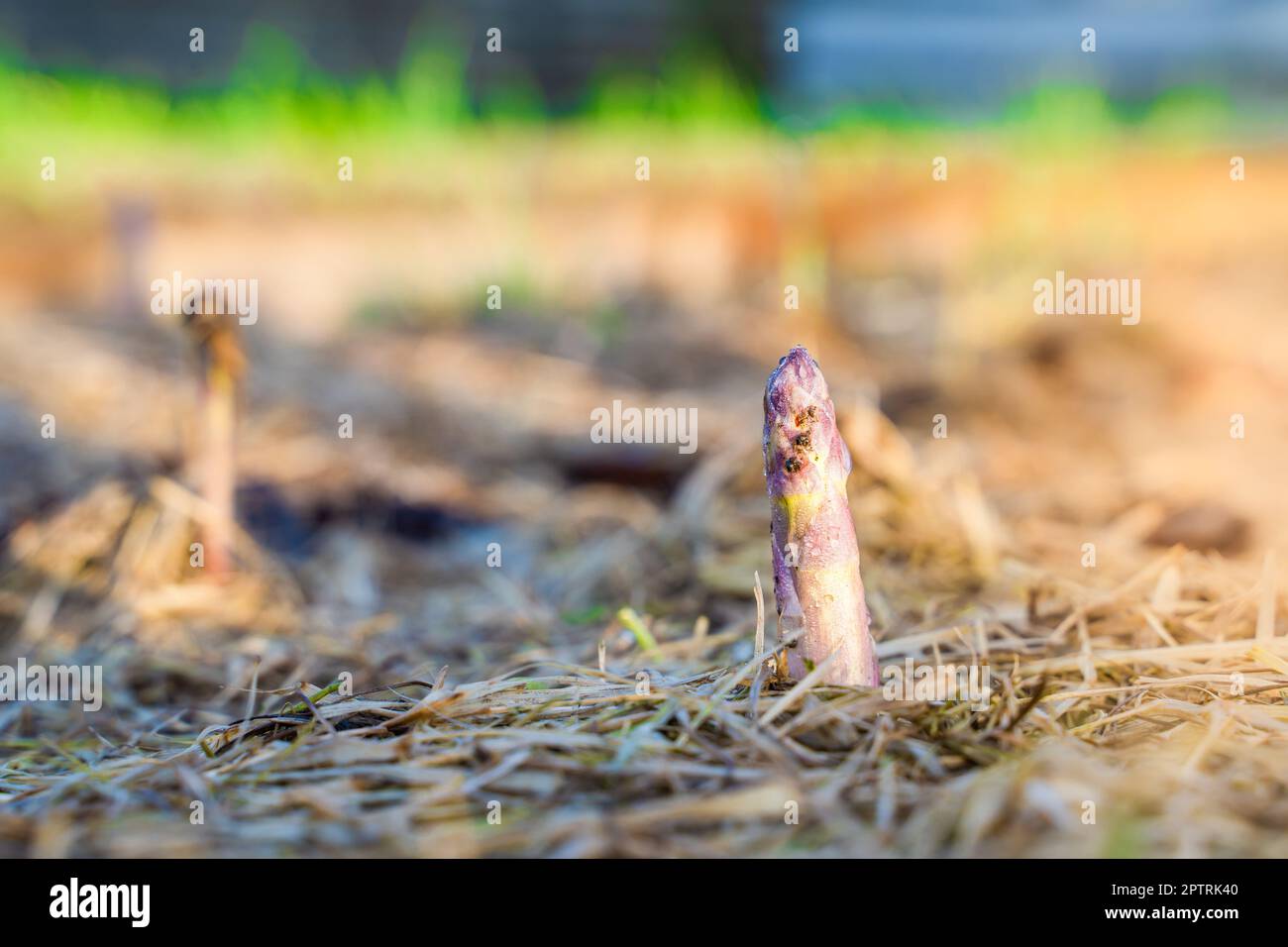 Die erste junge Aufnahme von Spargel wächst aus dem Boden mit trockenem Mulch, Nahaufnahme auf einem unscharfen Hintergrund. Morgen Sonnenaufgang im Garten Stockfoto