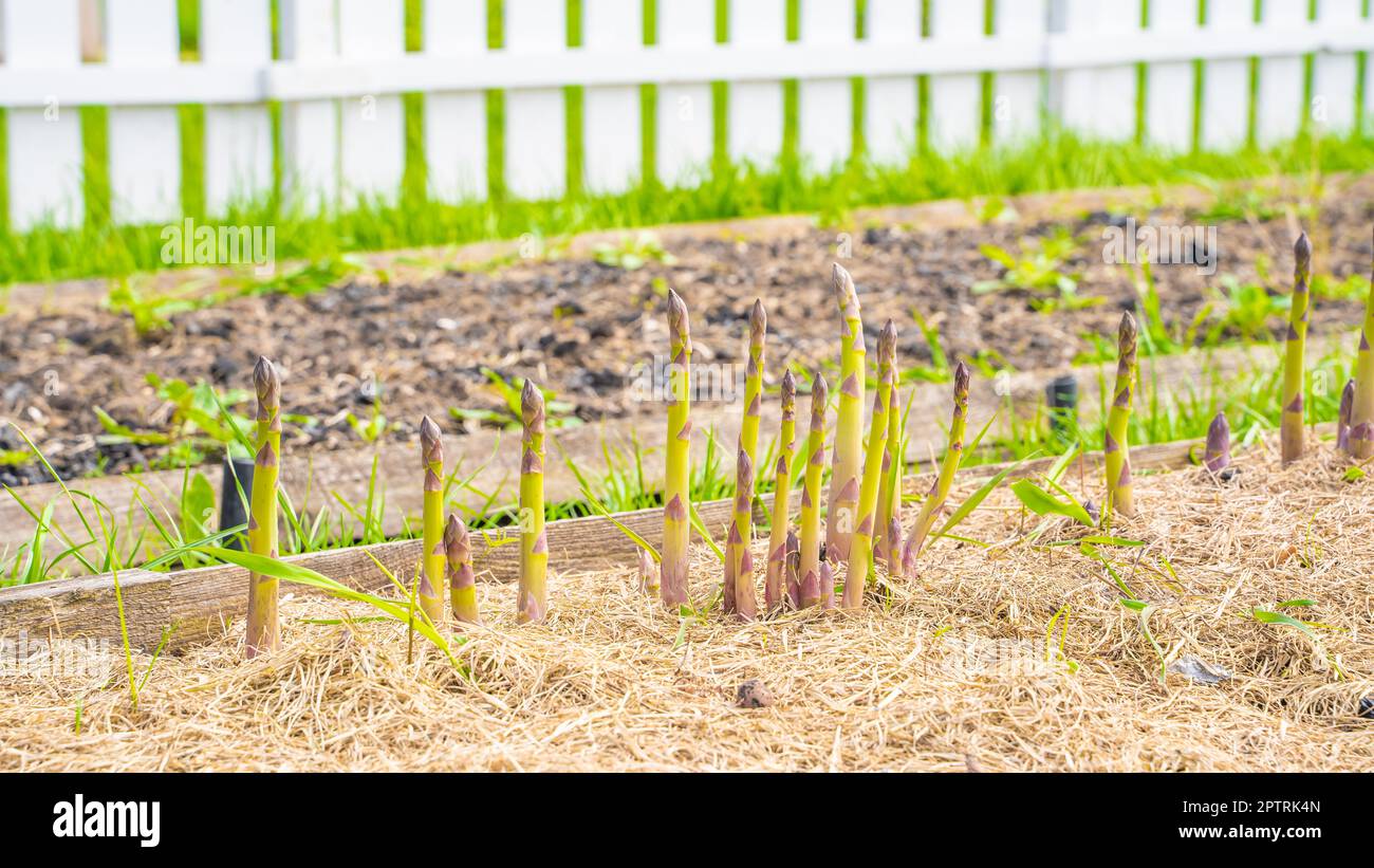 Gartenbett mit wachsendem Spargel aus Nahaufnahme. Mulchen Sie den Boden mit trockenem Gras. Anbau von köstlichem Gemüse im Garten Stockfoto