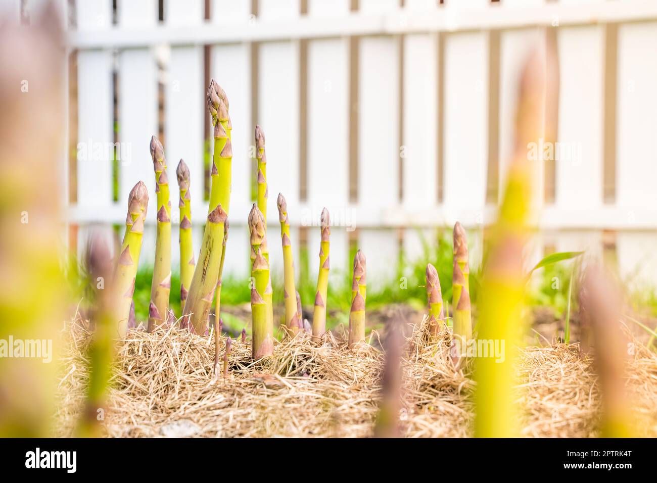 Gartenbett mit wachsendem Spargel aus Nahaufnahme. Mulchen Sie den Boden mit trockenem Gras. Anbau von köstlichem Gemüse im Garten Stockfoto