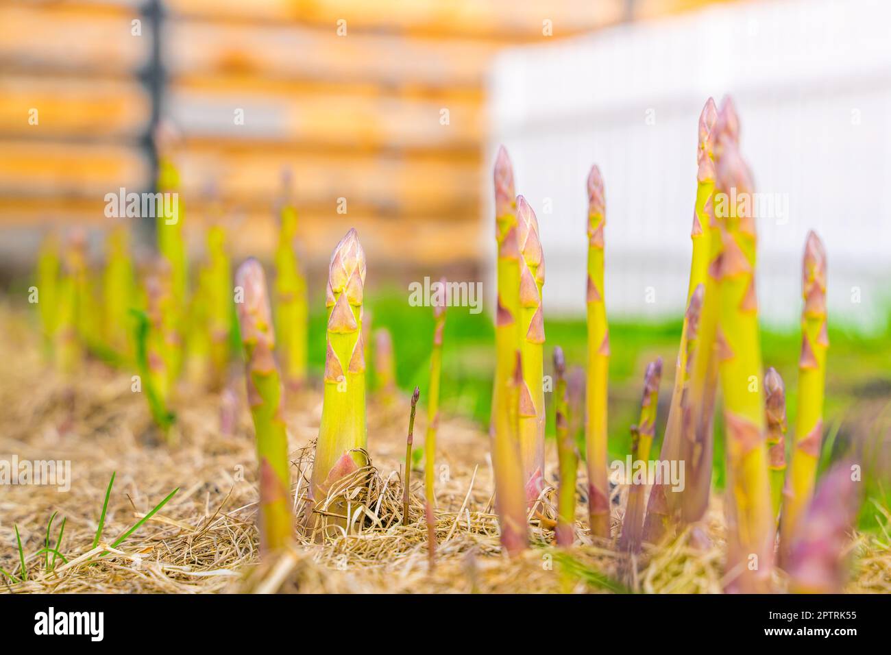 Gartenbett mit wachsendem Spargel aus Nahaufnahme. Mulchen Sie den Boden mit trockenem Gras. Anbau von köstlichem Gemüse im Garten Stockfoto