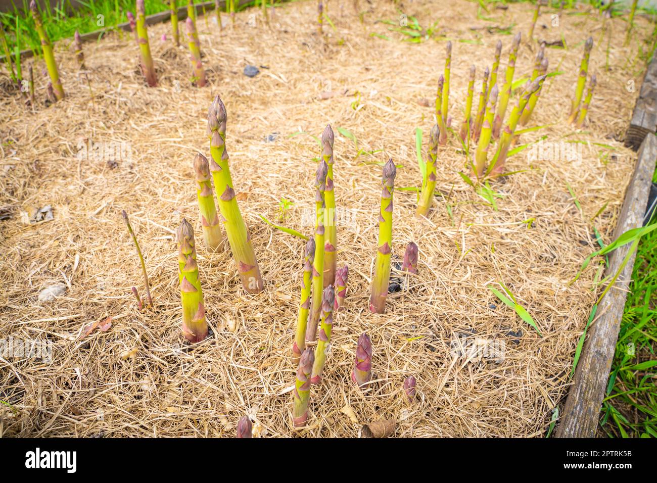 Gartenbett mit wachsendem Spargel aus Nahaufnahme. Mulchen Sie den Boden mit trockenem Gras. Anbau von köstlichem Gemüse im Garten Stockfoto