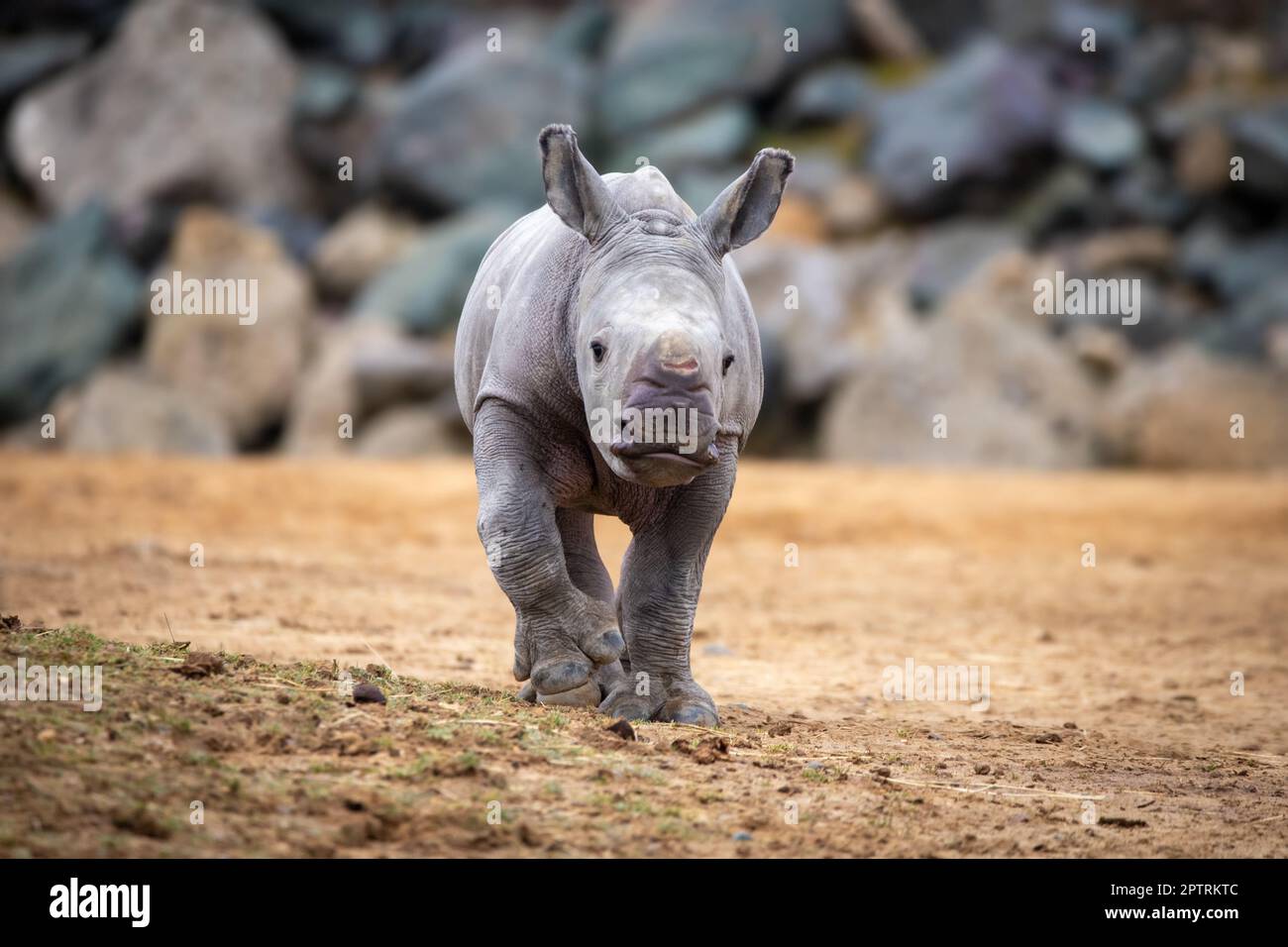 Das Nashorn-Kalb ist ein Mädchen und unterstützt das Zuchtprogramm für diese nahe bedrohte Art. COLCHESTER ZOO, ENGLAND. MEDIA TROMMEL WORLD+44 (0) 333 321 1 Stockfoto