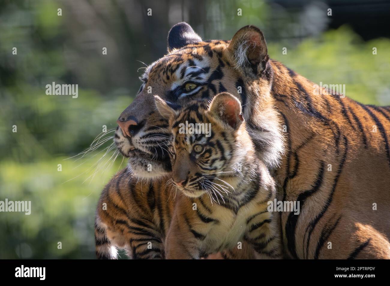 Ein Tigerjunges mit ihrer Mutter. MEDIA DRUM WORLD+44 (0) 333 321 1546 www.mediadrumworld.com picturedesk@mediadrumworld.com Londons seltene Tiger Cubs by Stockfoto