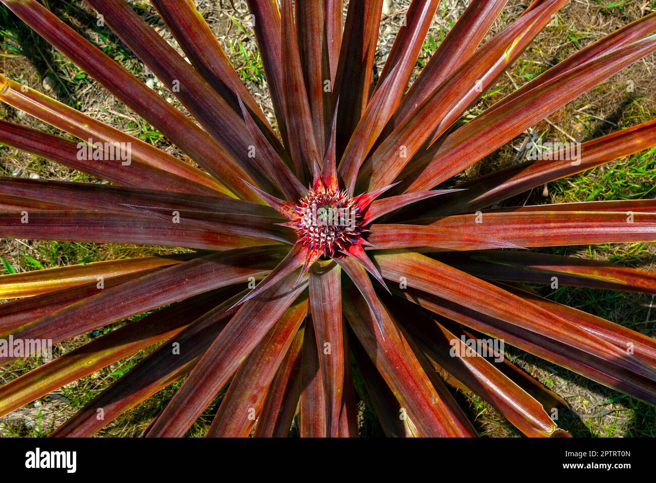 Ananas (Ananas comosus), Sandakan-Obstgarten, Sabah, Borneo, Ostmalaysia. Stockfoto