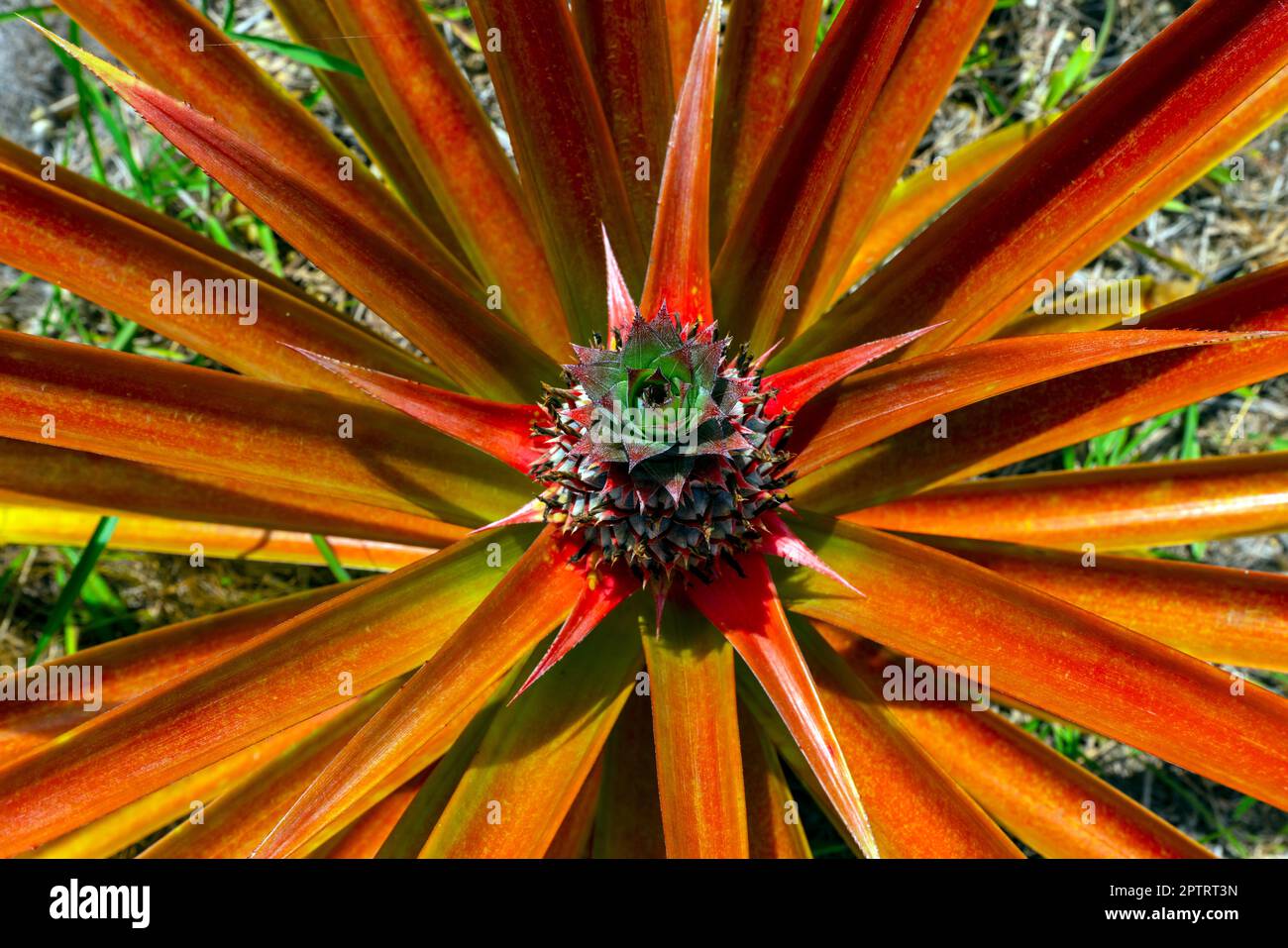 Ananas (Ananas comosus), Sandakan-Obstgarten, Sabah, Borneo, Ostmalaysia. Stockfoto