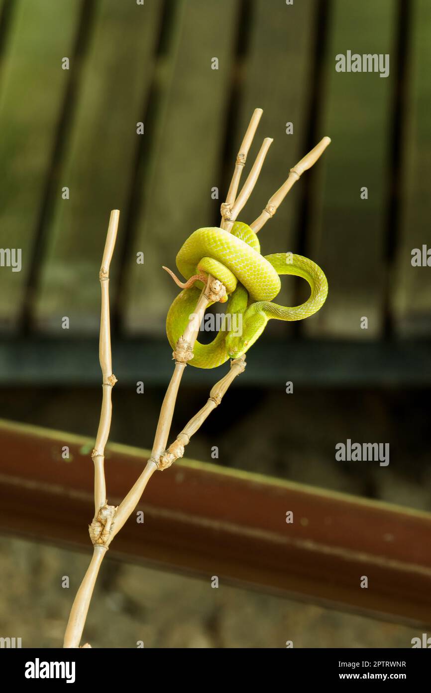 Pitviper mit weißen Lippen auf dem Ast, der oft in einem Garten in der Nähe des Hauses einer Person gefunden wird Stockfoto