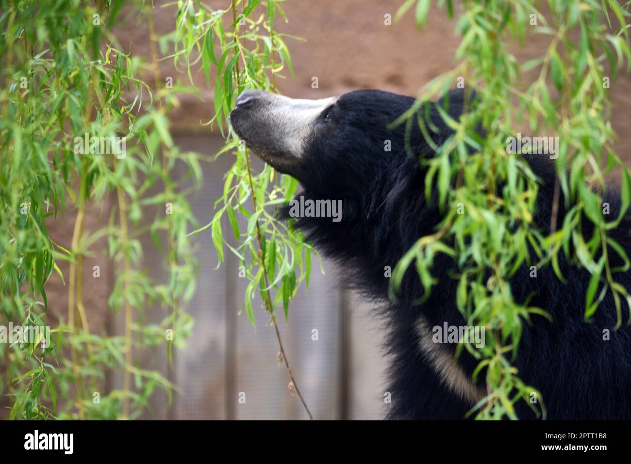 28. April 2023, Nordrhein-Westfalen, Münster: Ein Faulbär erforscht das Gehege. Nach der Renovierung des Bärenhauses dürfen zwei Faulbären zum ersten Mal auf den neu gestalteten Außenbereich des Zoos in Münster. Foto: Bernd Thissen/dpa Stockfoto